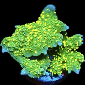 WYSIWYG 21i Montipora Hirsuta Frag Large
