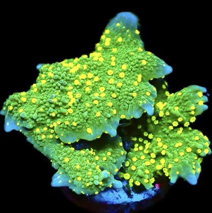 WYSIWYG 21i Montipora Hirsuta Frag Large