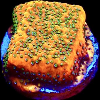WYSIWYG 21L Gold Rush Montipora Frag