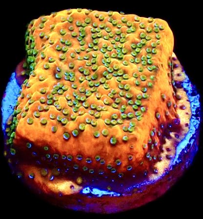 WYSIWYG 21L Gold Rush Montipora Frag