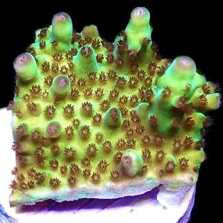 WYSIWYG 23D Berry Blast Acropora Granulosa Frag