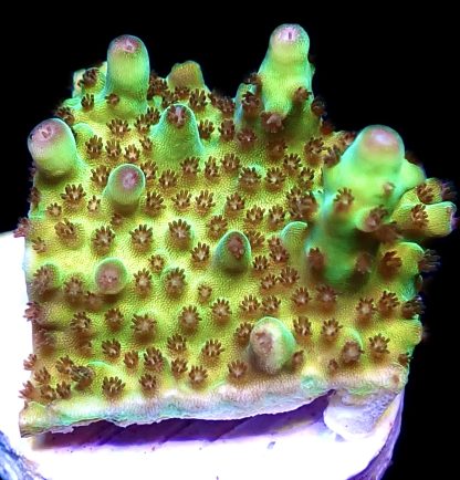 WYSIWYG 23D Berry Blast Acropora Granulosa Frag
