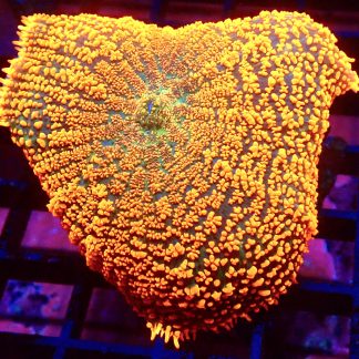 WYSIWYG  A1 Ultra Forest Fire Mushroom Extra Large