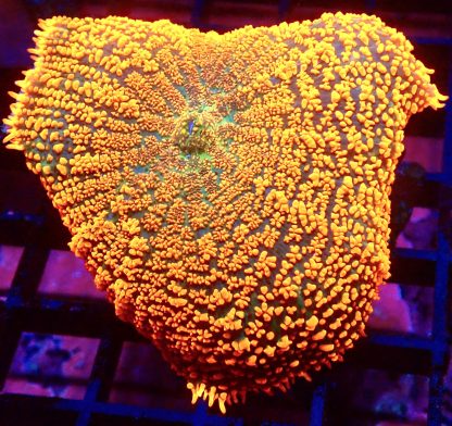 WYSIWYG  A1 Ultra Forest Fire Mushroom Extra Large