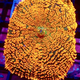 WYSIWYG A2 Ultra Forest Fire Mushroom Extra Large