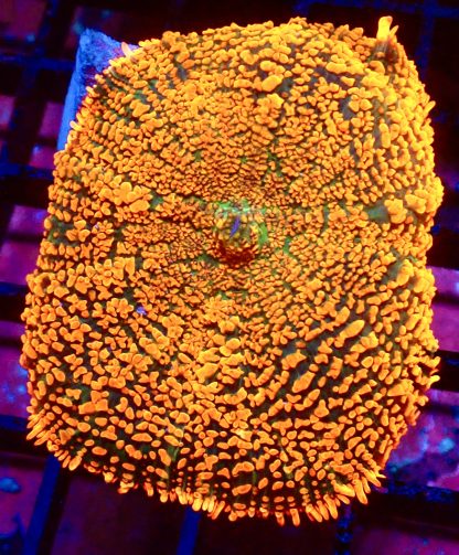 WYSIWYG A2 Ultra Forest Fire Mushroom Extra Large