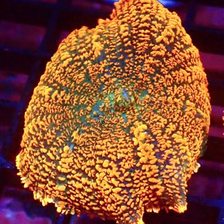 WYSIWYG A3 Ultra Forest Fire Mushroom Extra Large