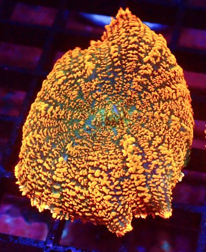 WYSIWYG A3 Ultra Forest Fire Mushroom Extra Large