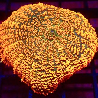 WYSIWYG A4 Ultra Forest Fire Mushroom Extra Large