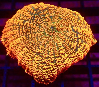 WYSIWYG A4 Ultra Forest Fire Mushroom Extra Large