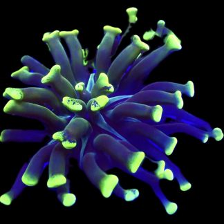 WYSIWYG A5 Branching Hammer