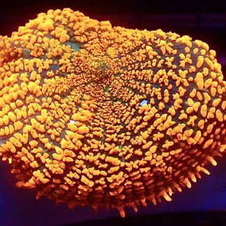 WYSIWYG A5 Ultra Forest Fire Mushroom Extra Large