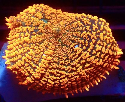 WYSIWYG A5 Ultra Forest Fire Mushroom Extra Large