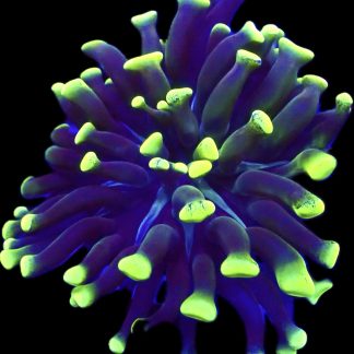 WYSIWYG A6 Branching Hammer