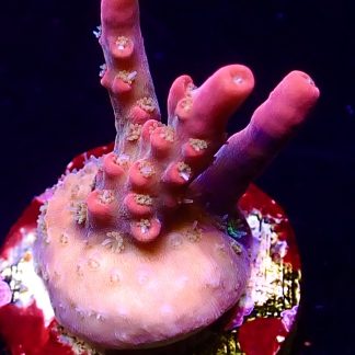 WYSIWYG 15G Little Red Riding Hood Acropora Frag