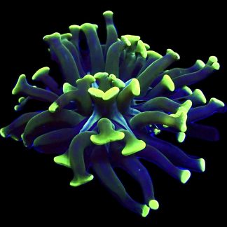 WYSIWYG A7 Branching Hammer