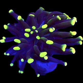 WYSIWYG A8 Branching Hammer