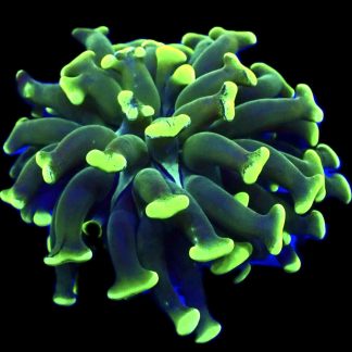 WYSIWYG A9 Branching Hammer