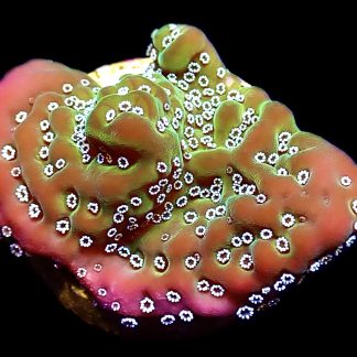 WYSIWYG 7E Montipora Undata Frag