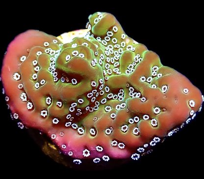 WYSIWYG 7E Montipora Undata Frag