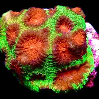 WYSIWYG 16C Red Eyed Christmas Favia Frag