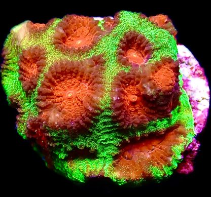 WYSIWYG 16C Red Eyed Christmas Favia Frag