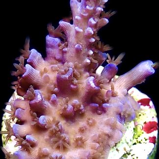 WYSIWYG 24B Blue Curacao Acropora