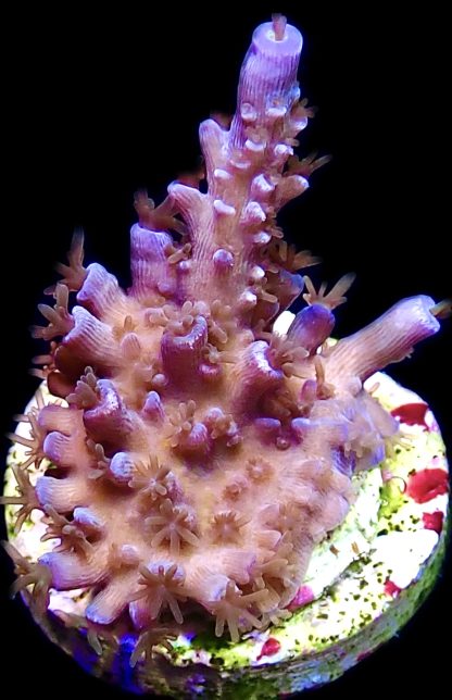 WYSIWYG 24B Blue Curacao Acropora