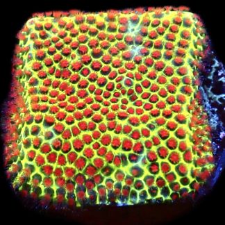 WYSIWYG 10K Strawberry / Lime Porites Frag