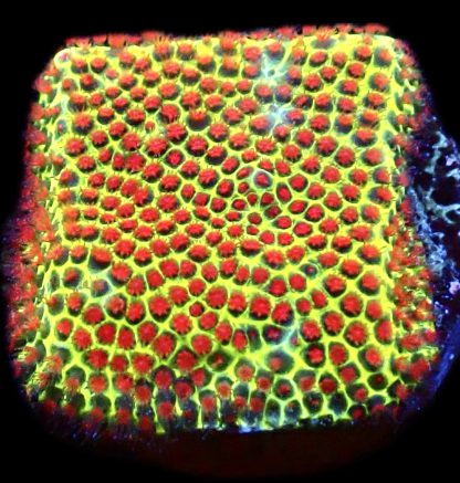WYSIWYG 10K Strawberry / Lime Porites Frag