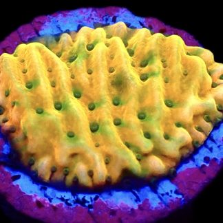 WYSIWYG 15B Kung Pao Montipora Frag