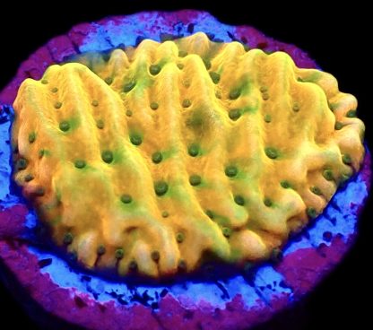 WYSIWYG 15B Kung Pao Montipora Frag