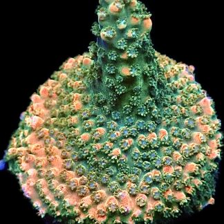 WYSIWYG 20E Peachy/Pink Acropora