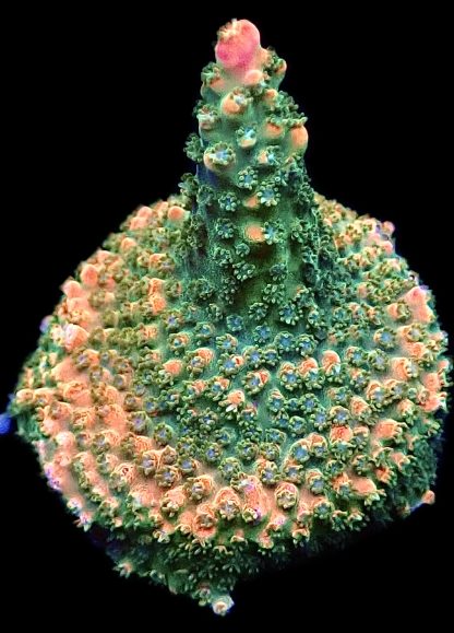 WYSIWYG 20E Peachy/Pink Acropora