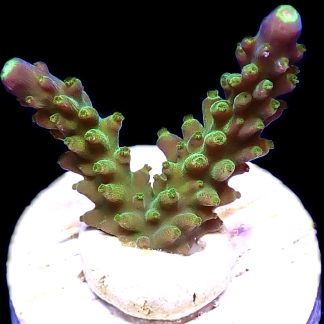 WYSIWYG 12i Joker Acropora Frag