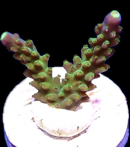 WYSIWYG 12i Joker Acropora Frag