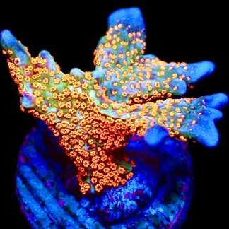 WYSIWYG 20F Bubblegum Montipora Large