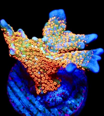 WYSIWYG 20F Bubblegum Montipora Large