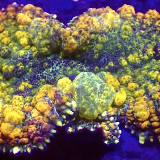 WYSIWYG A1 Rainbow Bounce Mushroom