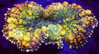 WYSIWYG A1 Rainbow Bounce Mushroom