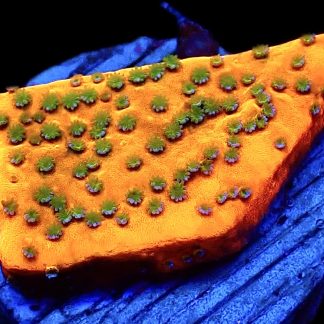 WYSIWYG 7J Gold Rush Montipora Frag