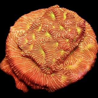 WYSIWYG 10K Jack O' Lantern Leptoseris Frag