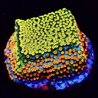 WYSIWYG 10C Rainbow Montipora