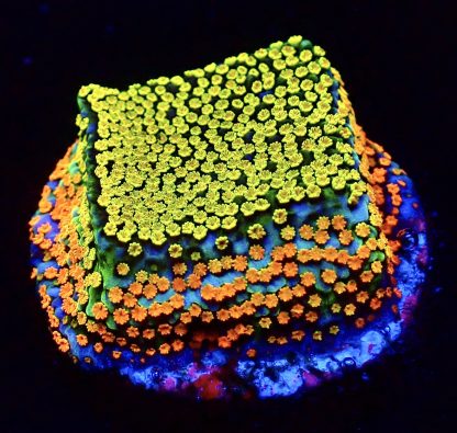 WYSIWYG 10C Rainbow Montipora