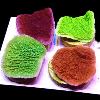 WYSIWYG Multi Colour Montipora Capricornis Garden 1