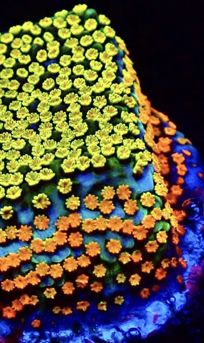 WYSIWYG 10C Rainbow Montipora - Image 2