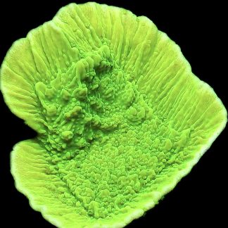 WYSIWYG 8A Toxic Lime Plating Montipora Large