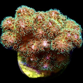 WYSIWYG 7A Sparkling Tinsel Pocillopora