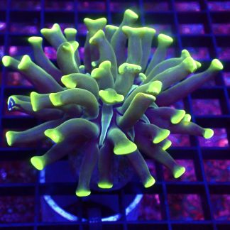 WYSIWYG 32A Branching Hammer