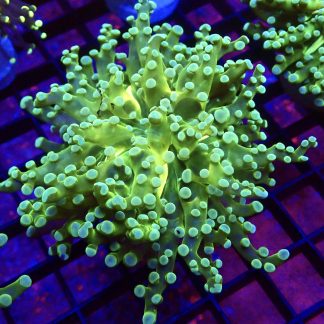 WYSIWYG T2 Atomic Frogspawn